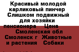 Красивый молодой карликовый пинчер. Слишком подвижный для хозяйки -пенсионера. › Цена ­ 4 500 - Смоленская обл., Смоленск г. Животные и растения » Собаки   